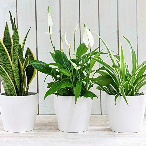 Air Purifying Plant Collection 3 Indoor House Plants Snake Plant, Peace Lily, Spider Plant, Perfect for Cleaning Air at Home in Office, 3X 12cm Pots One of Each