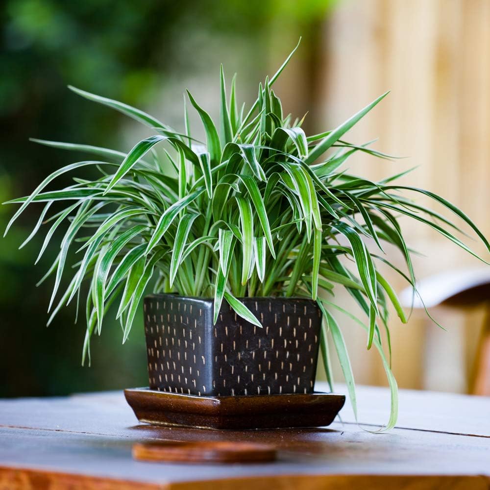 Air Purifying Plant Collection 3 Indoor House Plants Snake Plant, Peace Lily, Spider Plant, Perfect for Cleaning Air at Home in Office, 3X 12cm Pots One of Each