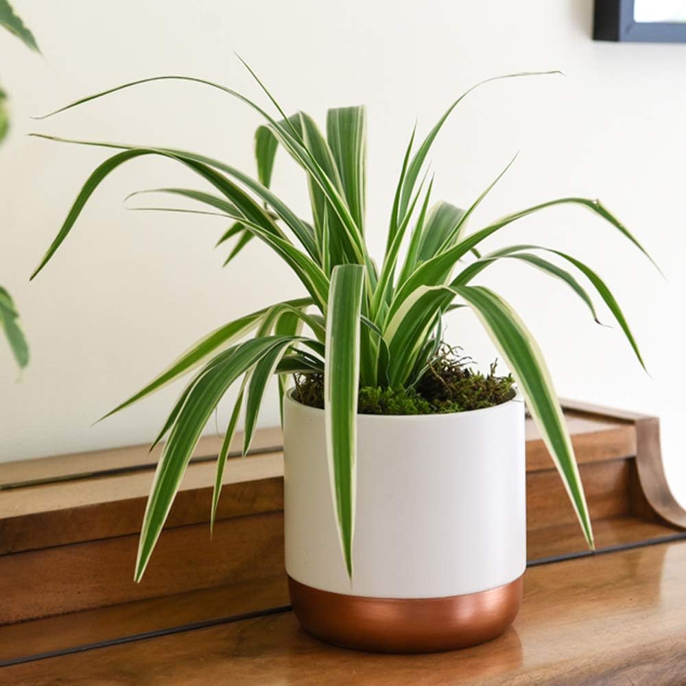 Air Purifying Plant Collection 3 Indoor House Plants Snake Plant, Peace Lily, Spider Plant, Perfect for Cleaning Air at Home in Office, 3X 12cm Pots One of Each