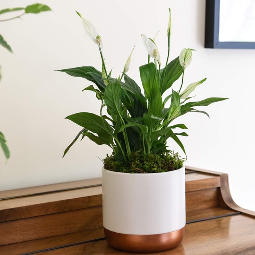 Air Purifying Plant Collection 3 Indoor House Plants Snake Plant, Peace Lily, Spider Plant, Perfect for Cleaning Air at Home in Office, 3X 12cm Pots One of Each