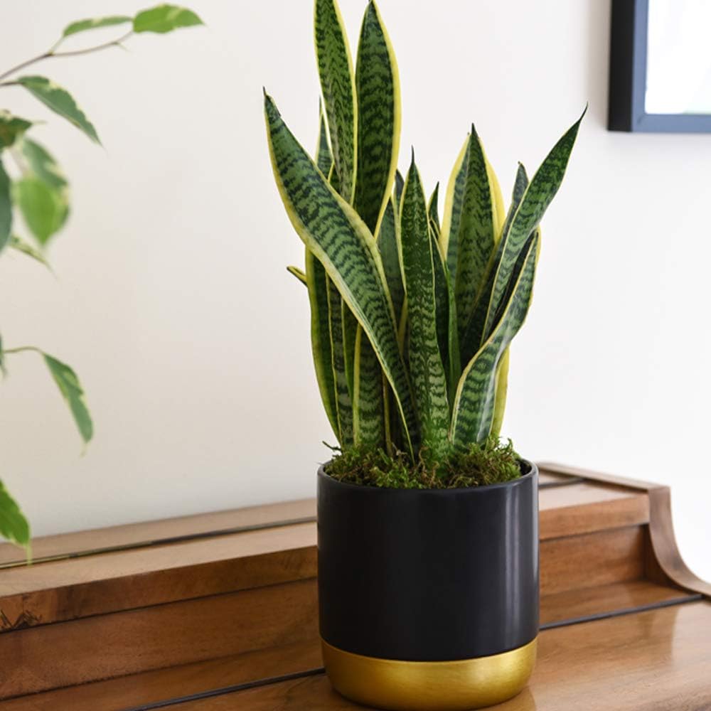 Air Purifying Plant Collection 3 Indoor House Plants Snake Plant, Peace Lily, Spider Plant, Perfect for Cleaning Air at Home in Office, 3X 12cm Pots One of Each