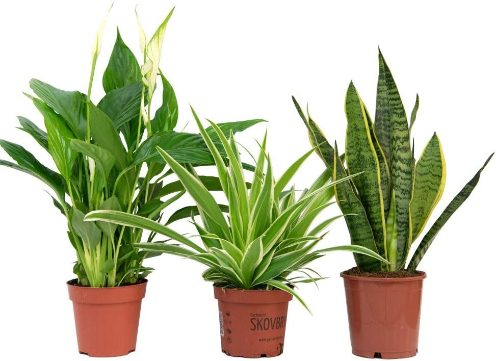 Air Purifying Plant Collection 3 Indoor House Plants Snake Plant, Peace Lily, Spider Plant, Perfect for Cleaning Air at Home in Office, 3X 12cm Pots One of Each