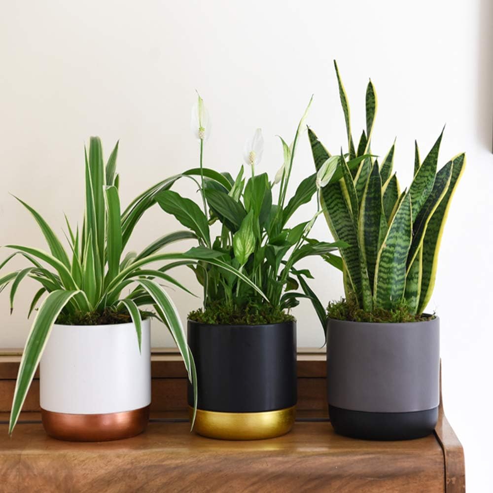 Air Purifying Plant Collection 3 Indoor House Plants Snake Plant, Peace Lily, Spider Plant, Perfect for Cleaning Air at Home in Office, 3X 12cm Pots One of Each