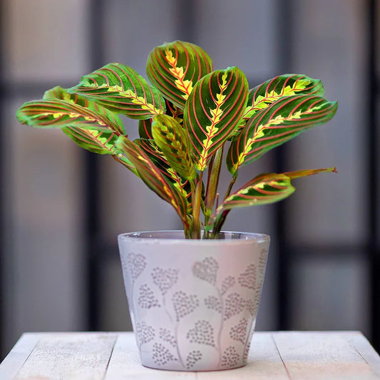 All Occasions, Prayer Plant, Maranta Fascinator, Perfect House, Kitchen and Living Room, Perfect for Clean Air