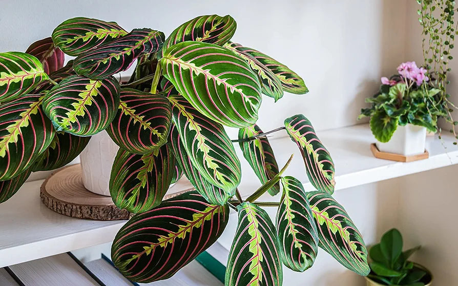 All Occasions, Prayer Plant, Maranta Fascinator, Perfect House, Kitchen and Living Room, Perfect for Clean Air