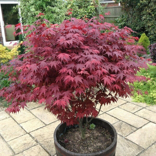 Japanese Purple Maple Tree 30-40cm in 9cm pot, Acer Palmatum Atropurpureum Plant