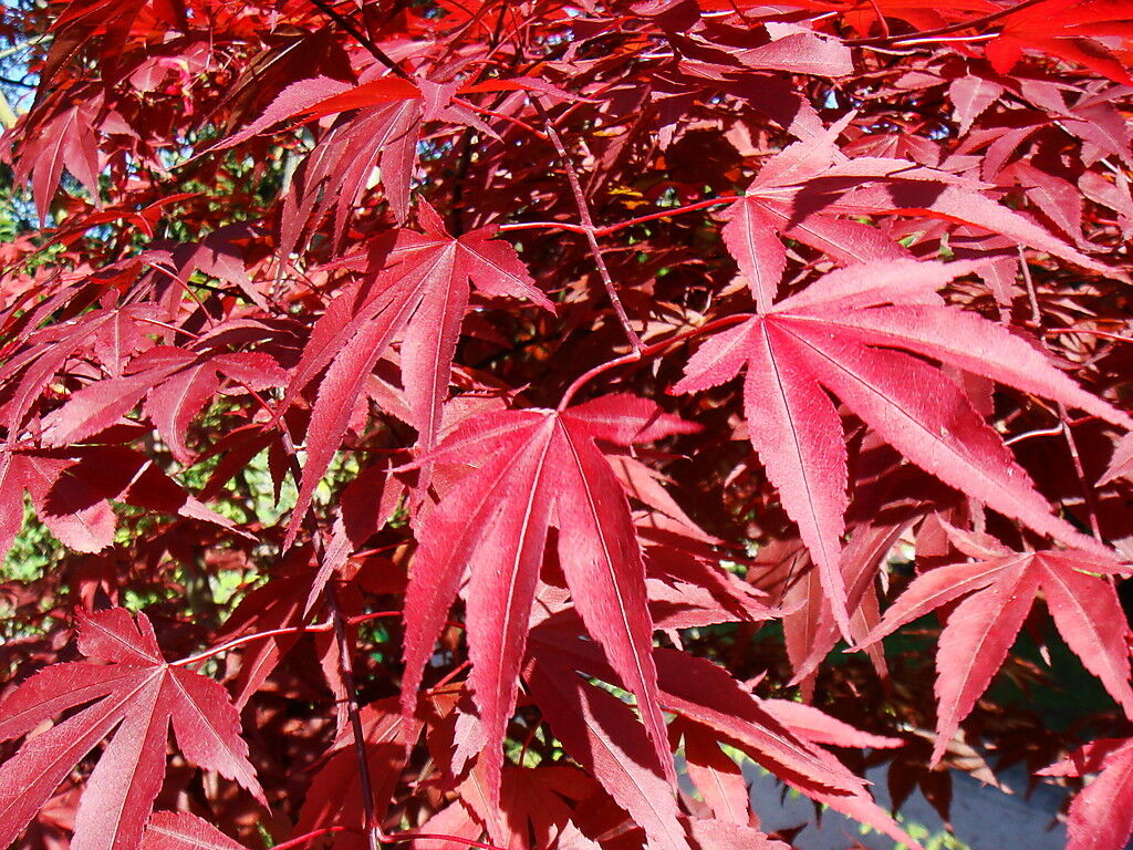 Japanese Purple Maple Tree 30-40cm in 9cm pot, Acer Palmatum Atropurpureum Plant