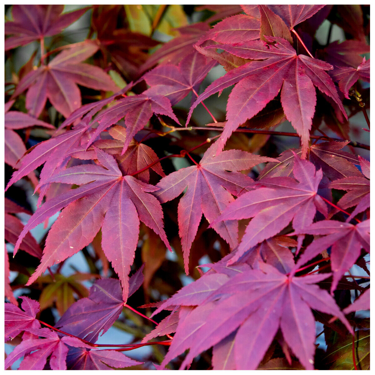 Japanese Purple Maple Tree 30-40cm in 9cm pot, Acer Palmatum Atropurpureum Plant