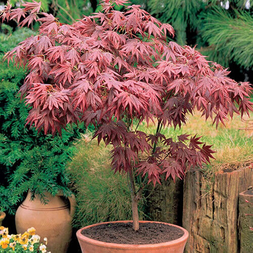 1 X ACER 'ATROPURPUREUM' PURPLE JAPANESE MAPLE TREE SHRUB GARDEN PLANT IN POT