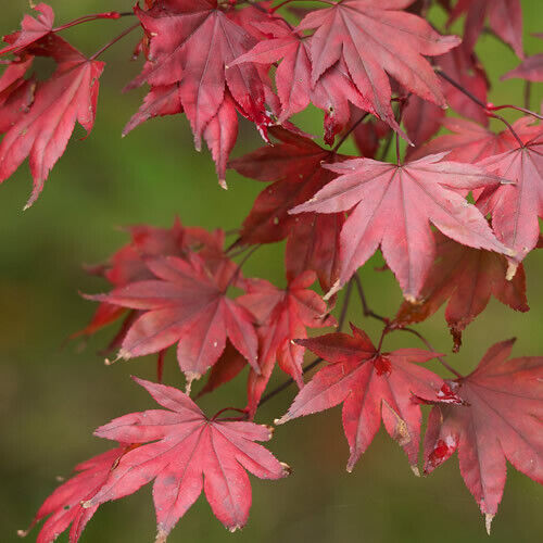 1 X ACER 'ATROPURPUREUM' PURPLE JAPANESE MAPLE TREE SHRUB GARDEN PLANT IN POT