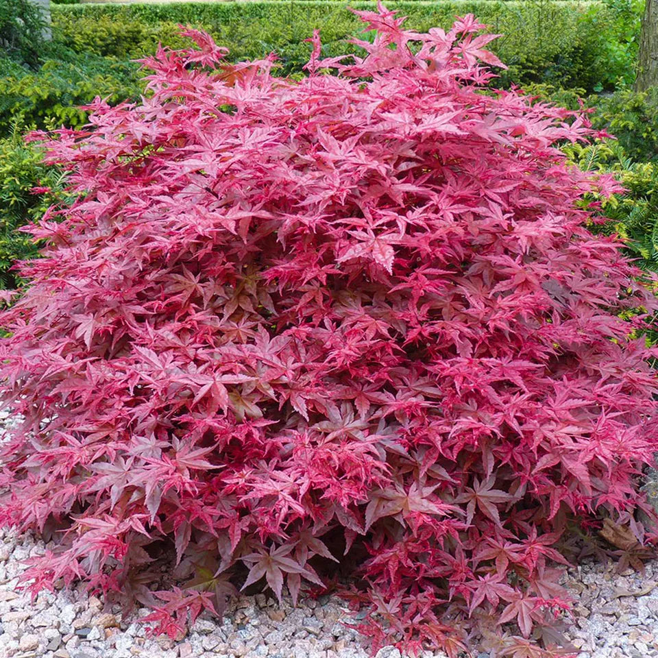 1 X ACER 'ATROPURPUREUM' PURPLE JAPANESE MAPLE TREE SHRUB GARDEN PLANT IN POT