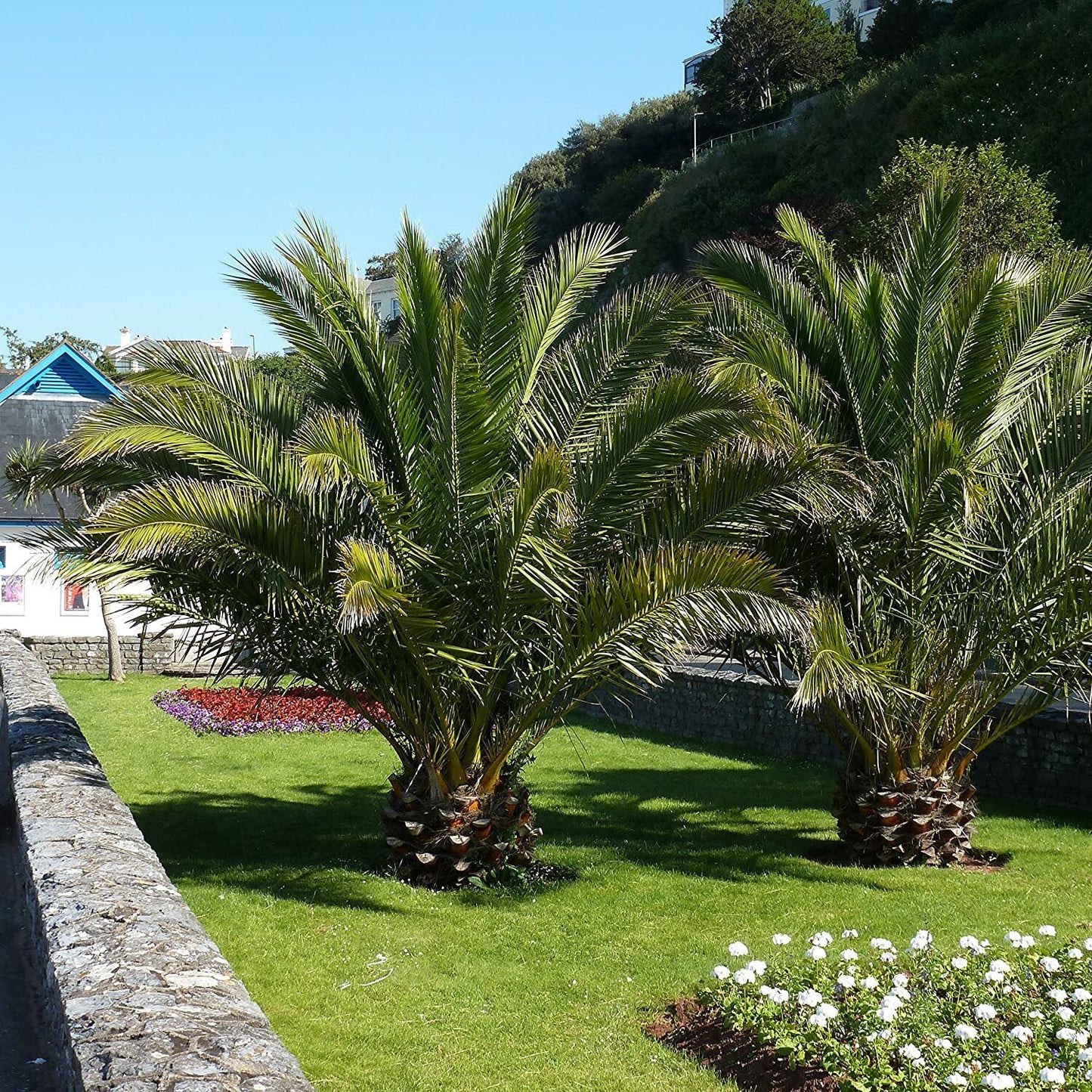 2 Hardy Phoenix Palm Trees Tropical Garden Outdoor Patio Yard 60-80cm Tall Pair