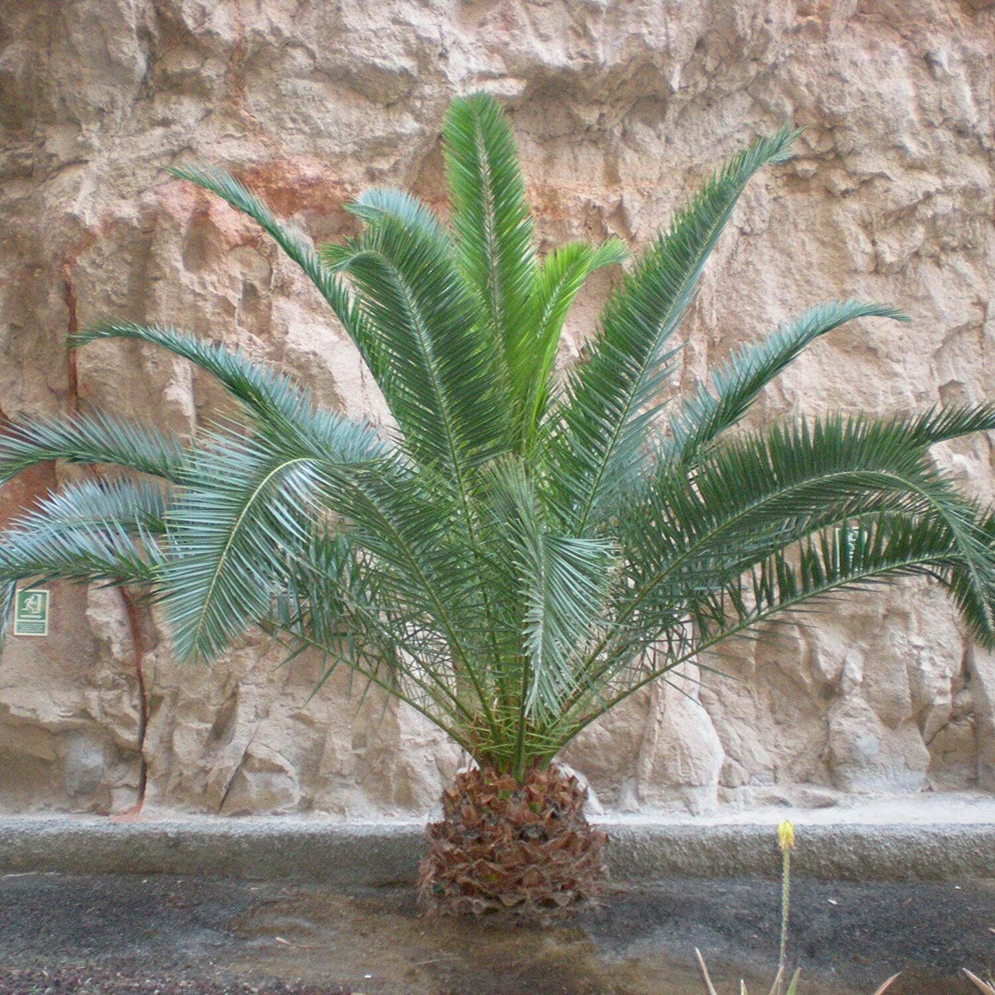 2 Hardy Phoenix Palm Trees Tropical Garden Outdoor Patio Yard 60-80cm Tall Pair