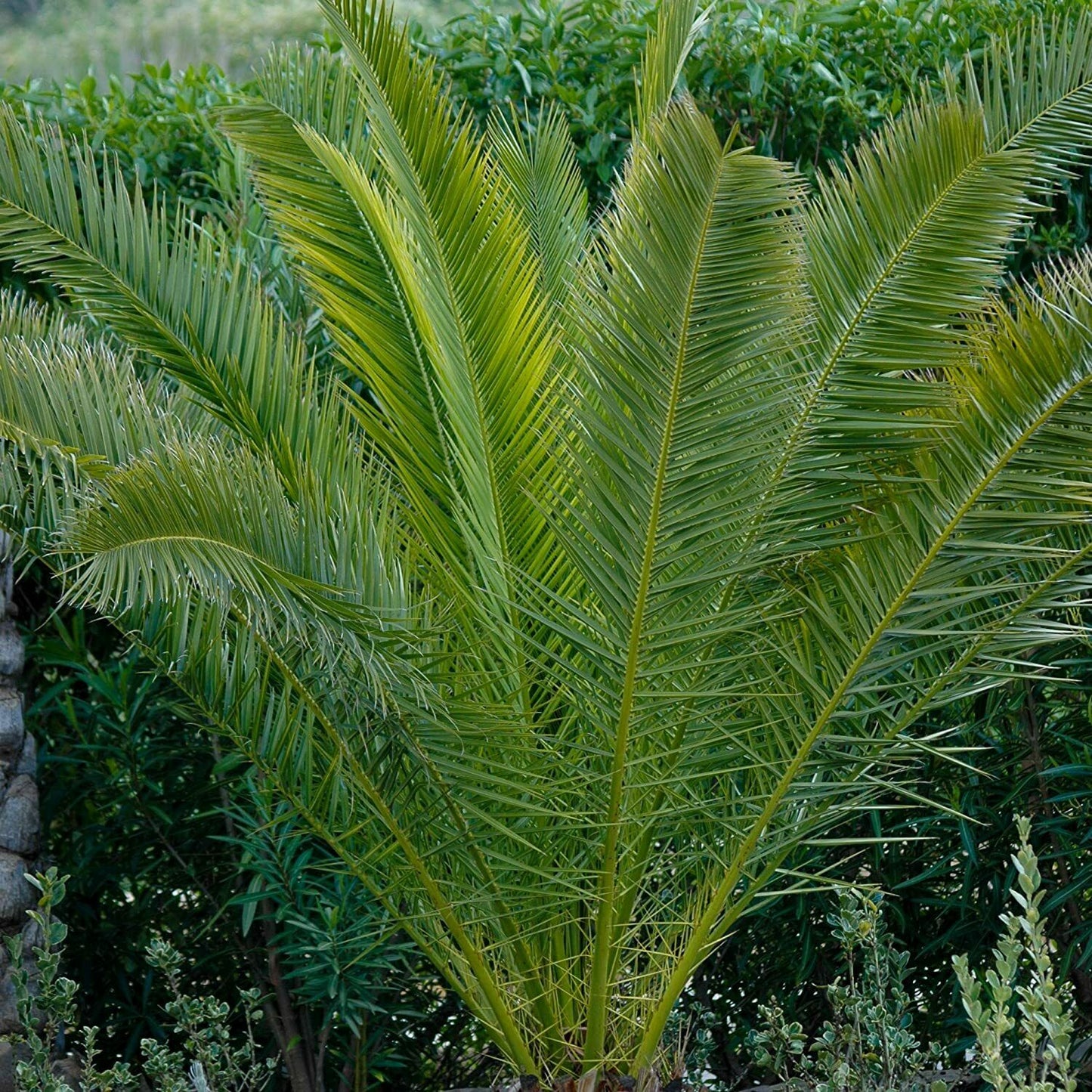 2 Hardy Phoenix Palm Trees Tropical Garden Outdoor Patio Yard 60-80cm Tall Pair